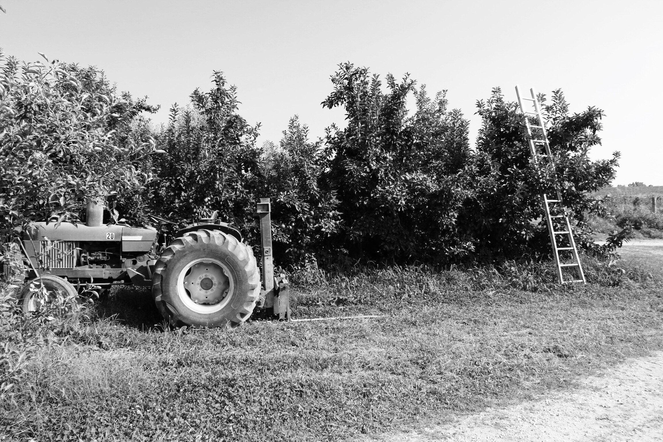 Black and white image of a tractor parked beside fruit trees, with a ladder leaning against one of the trees, indicating agricultural activity in an orchard setting.