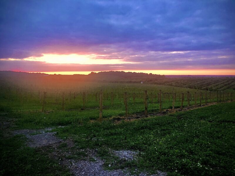 Vibrant sunset over a vineyard landscape, showcasing rows of grapevines against a backdrop of colorful skies and rolling hills, highlighting the beauty of agriculture and nature.