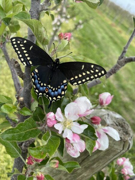 Black swallowtail butterfly perched on pink apple blossoms in a lush orchard setting, showcasing vibrant colors and natural beauty.