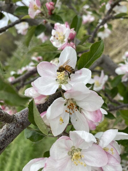 Honeybee pollinating pink and white apple blossoms on a tree branch, showcasing springtime flora and the importance of bees in the ecosystem.