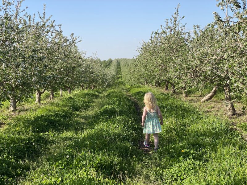 A young child walking through a sunlit apple orchard, surrounded by blooming trees and lush green grass, on a clear blue sky day.