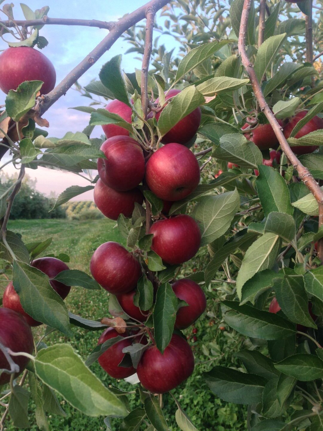 Cluster of ripe red apples hanging from a tree branch, surrounded by green leaves, with a clear blue sky in the background. The image showcases the beauty of an apple orchard during harvest season.