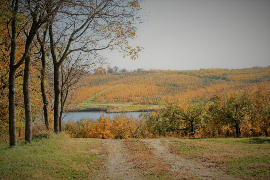 Scenic view of a gravel path leading through autumn foliage, with vibrant orange and yellow trees lining the way, overlooking a serene river and rolling hills of an orchard in the background.